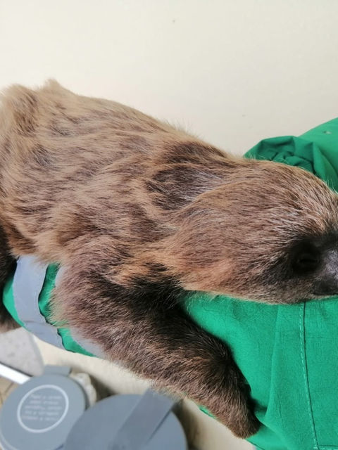 CAR realizó operativo para identificar puntos de tráfico ilegal de fauna y flora en Rionegro 