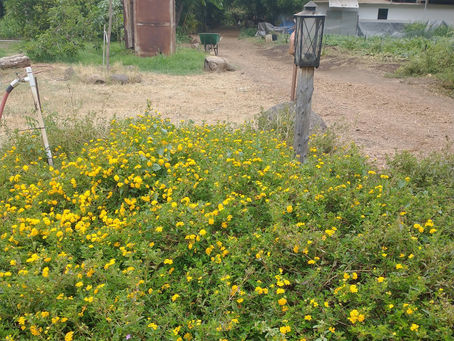 Postcard #3: Lessons from Mouna Farm