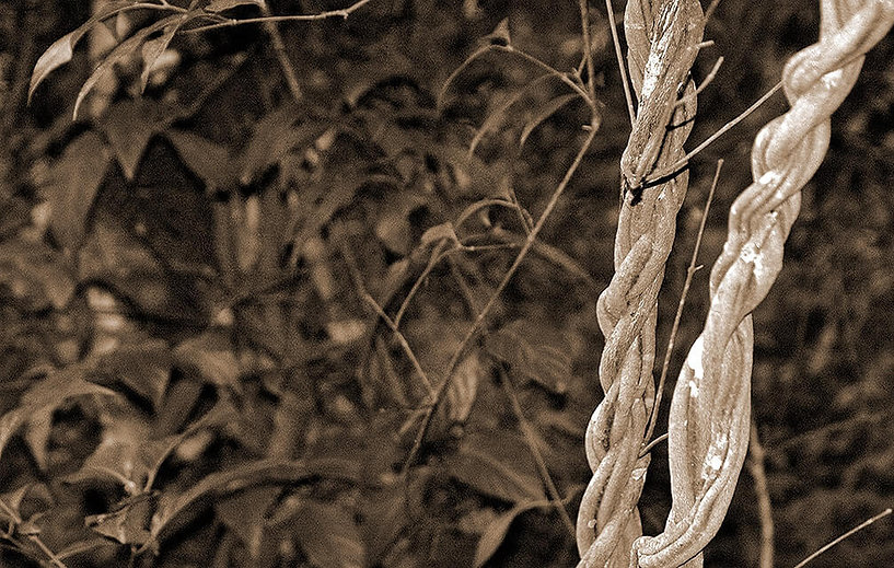 daimebioenergética