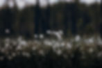 the_wonderful_north_ängsull.jpg