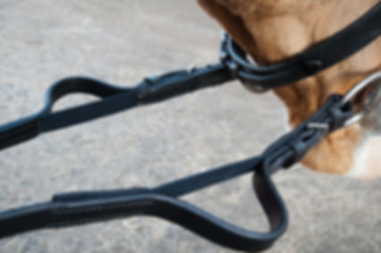 Carl Hester Fantastic Elastic Reins