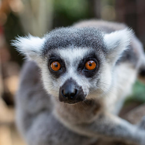 Ring-tailed lemur