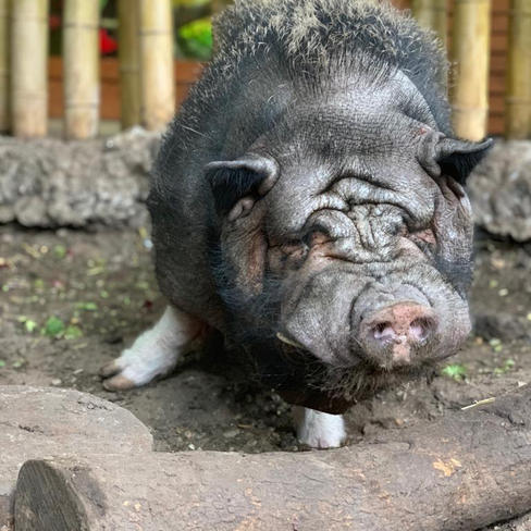 Vietnamese pot-bellied Pig