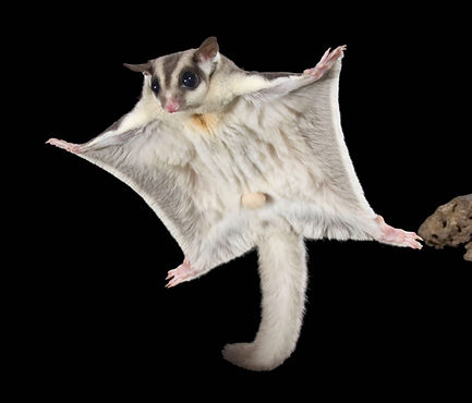 glider2.jpeg