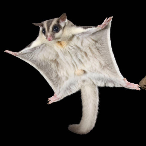Sugar glider