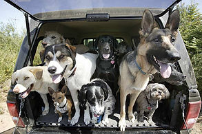 dogs.jpeg