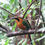 Thumbnail: Sierpe Mangroves Tour