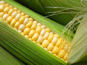 La Gastronomie Costaricaine