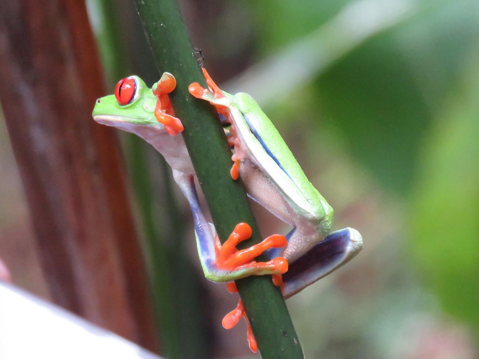 Miniature : Tour Sierpe Mangroves