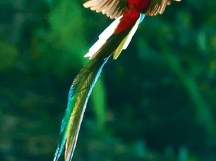 Le Quetzal