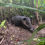 Thumbnail: Sierpe Mangroves Tour