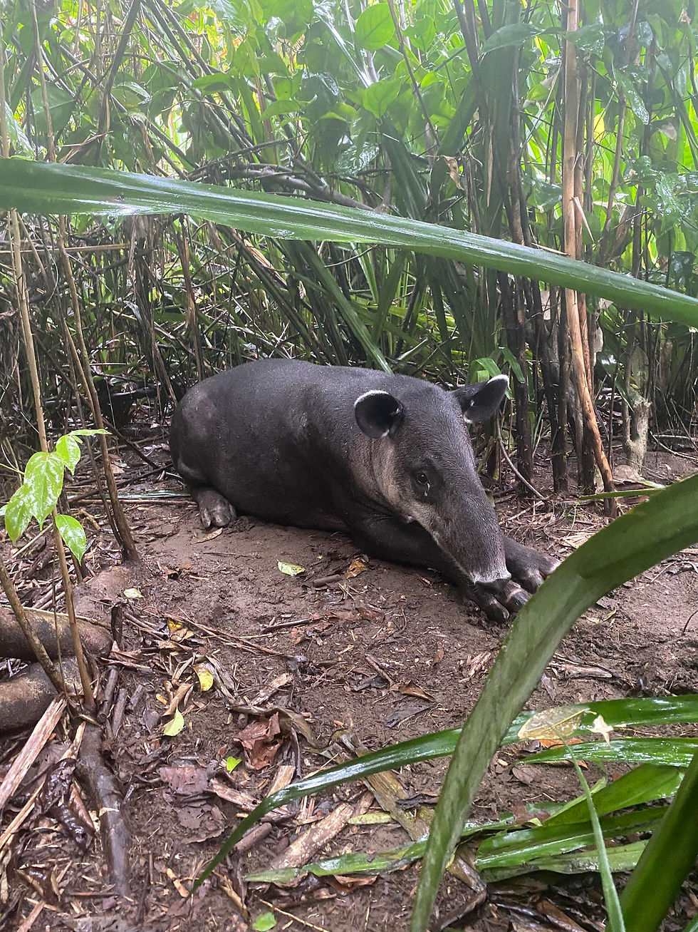 Miniature : Tour Sierpe Mangroves