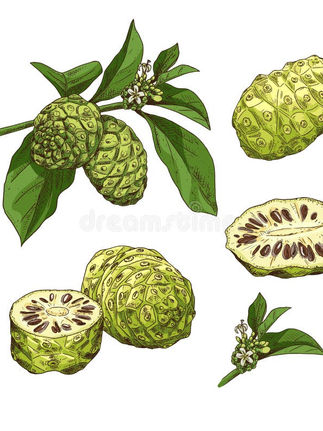 Le Noni - Améliorateur de longévité