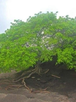 Le Manzanillo ou l'arbre de la mort