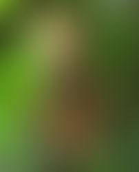 Le Kambo, le vaccin de cette grenouille est un puissant médicament.