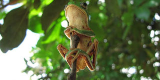 Le Kambo, le vaccin de cette grenouille est un puissant médicament.