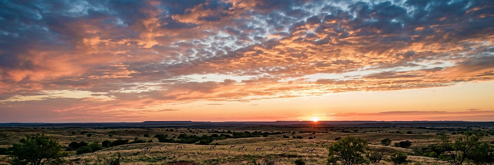 cottle county creative common Paloma Blanca_edited.jpg