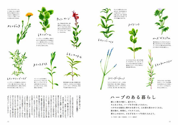 東急ロイヤルクラブ会員誌『Fino』ハーブのイラスト