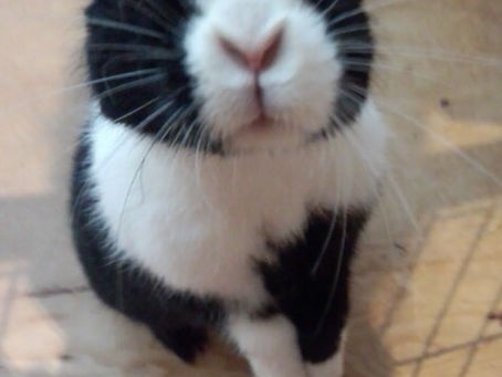 うちのかわい子ちゃん