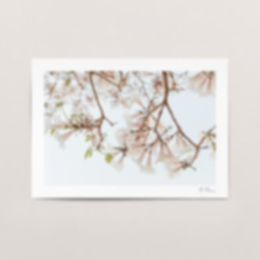 Impressão fine art - Ipê branco | Delicadeza