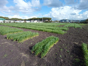 Visita guidata alle prove agronomiche
