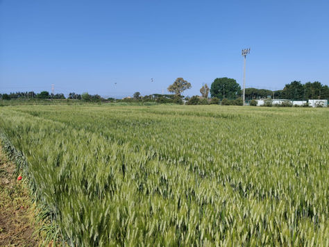 SLOW GRAINS: incontro su tutto il Buono, Pulito e Giusto dei grani tradizionali