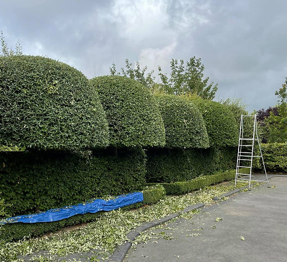 Topiary.jpeg