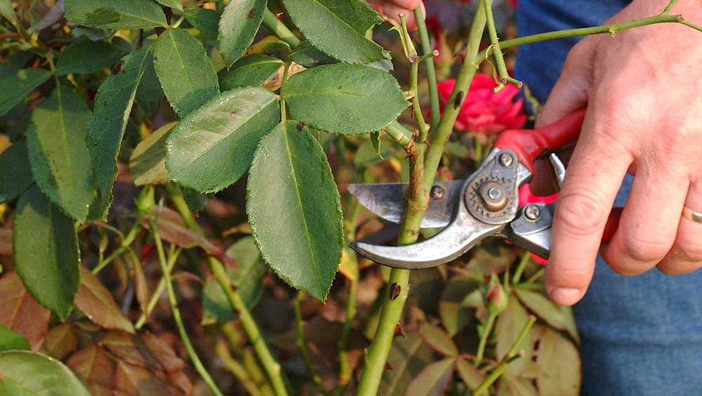 Pruning roses in autumn tips