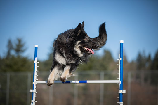 UpDogM22 (502 of 591).jpg