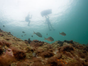 Maitai Bay Rāhui