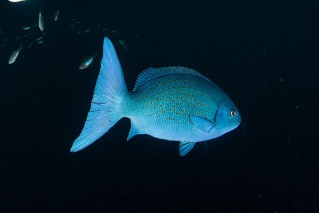 Bluefish - a rare cousin to the silver drummer