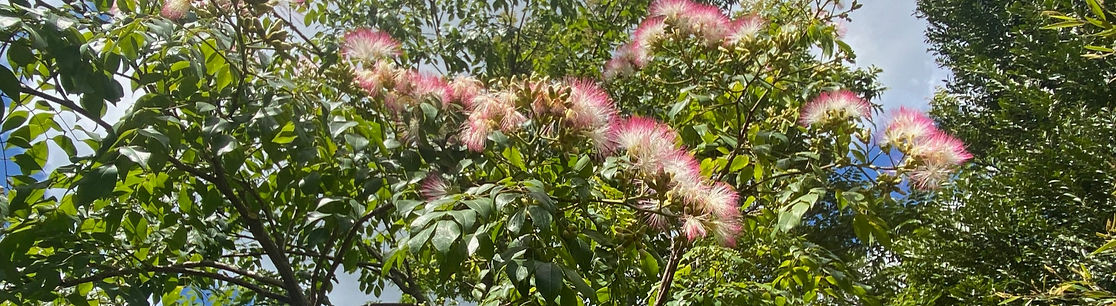 FairyPaintbrush_edited.jpg