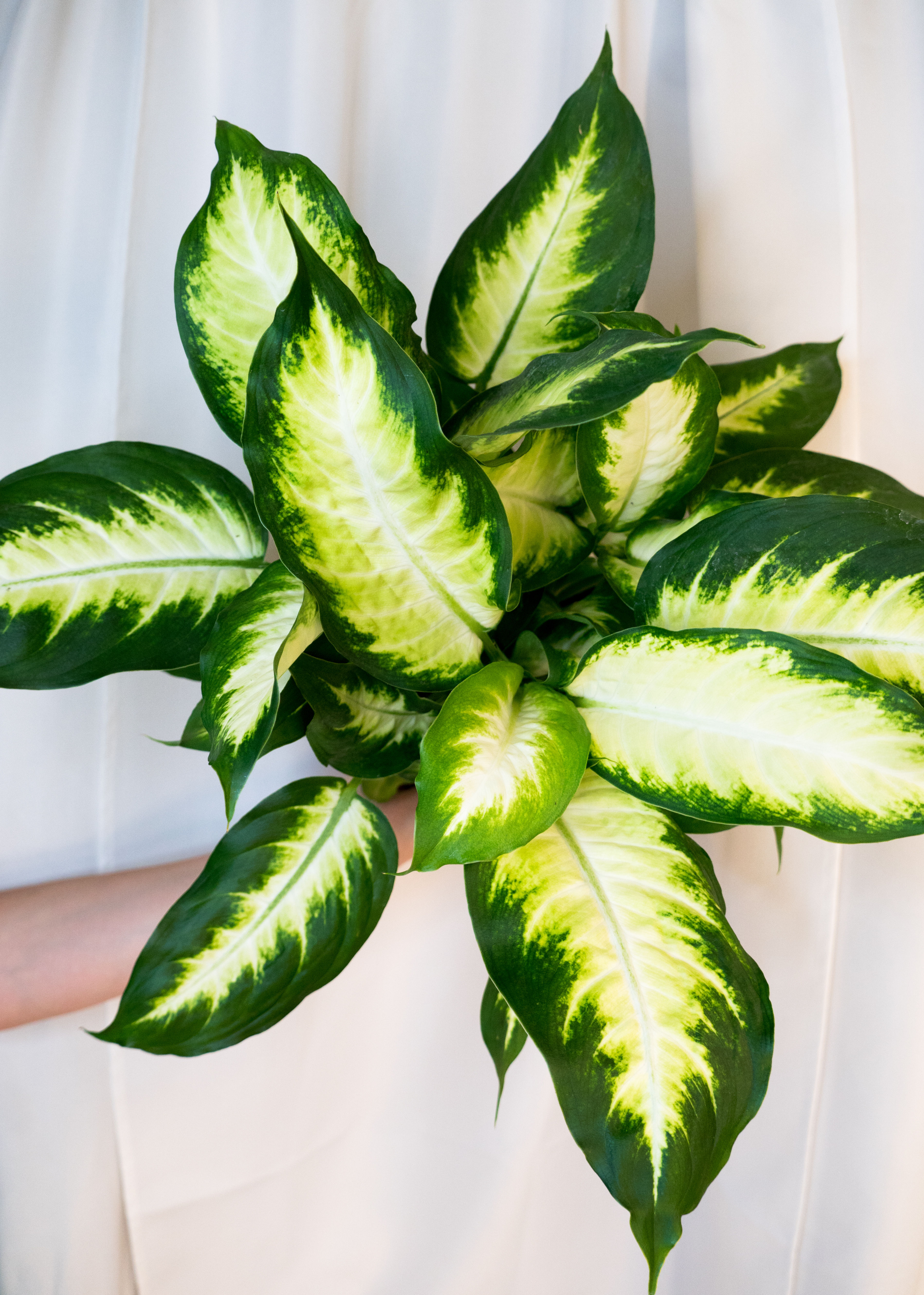 Dieffenbachia Camille