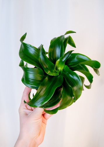 peace lily hydro Large Peace Lily in Hydro Copenhagen Vase – The Green Vine Plants main image 1