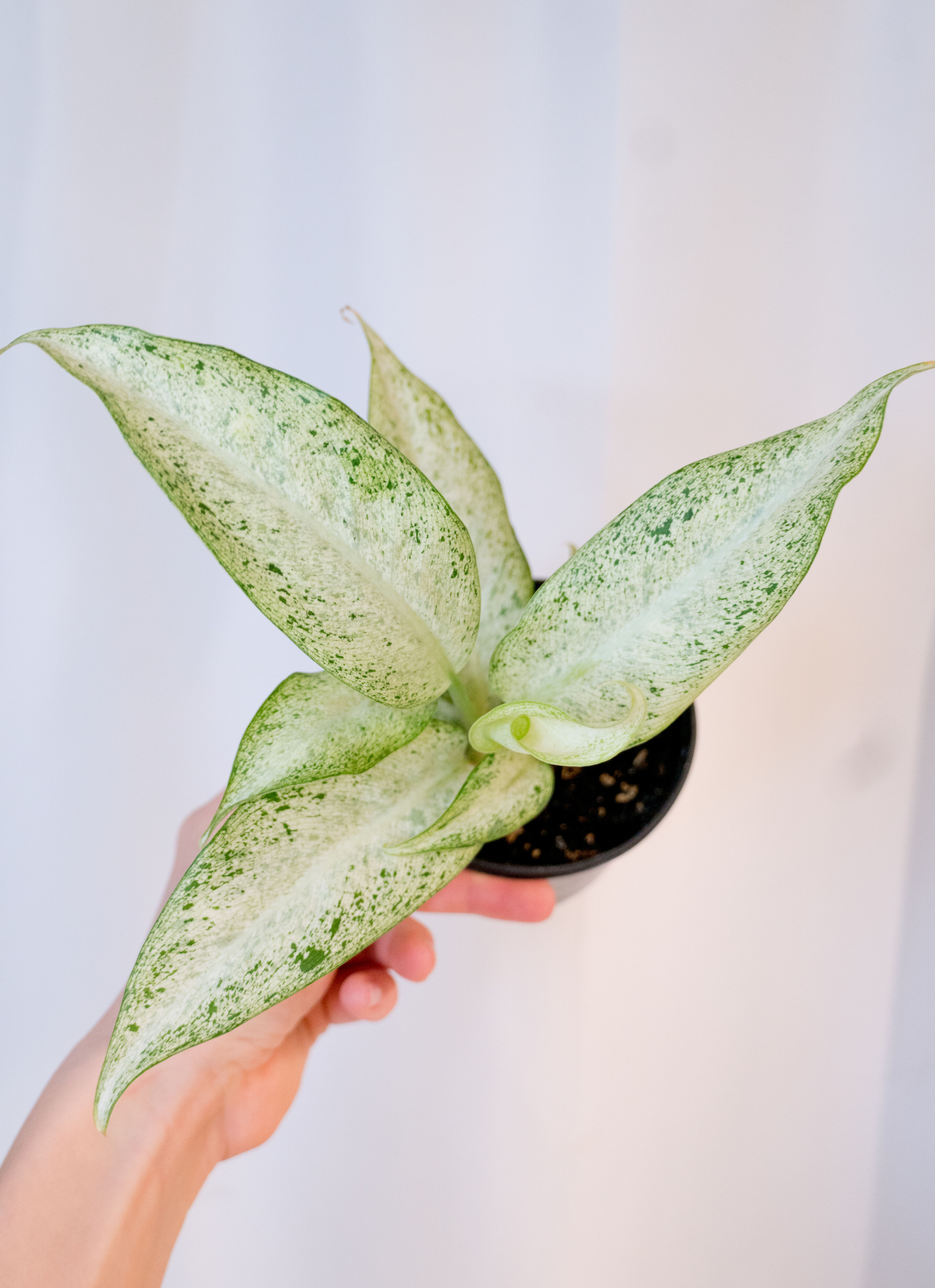 Dieffenbachia Camouflage