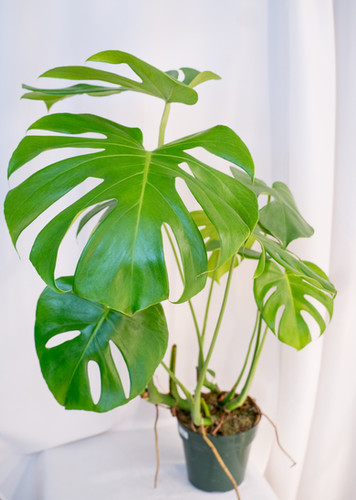 philodendron gloriosum soil Philodendron gloriosum Aroid Plant – Let's Grow Florida main image 0