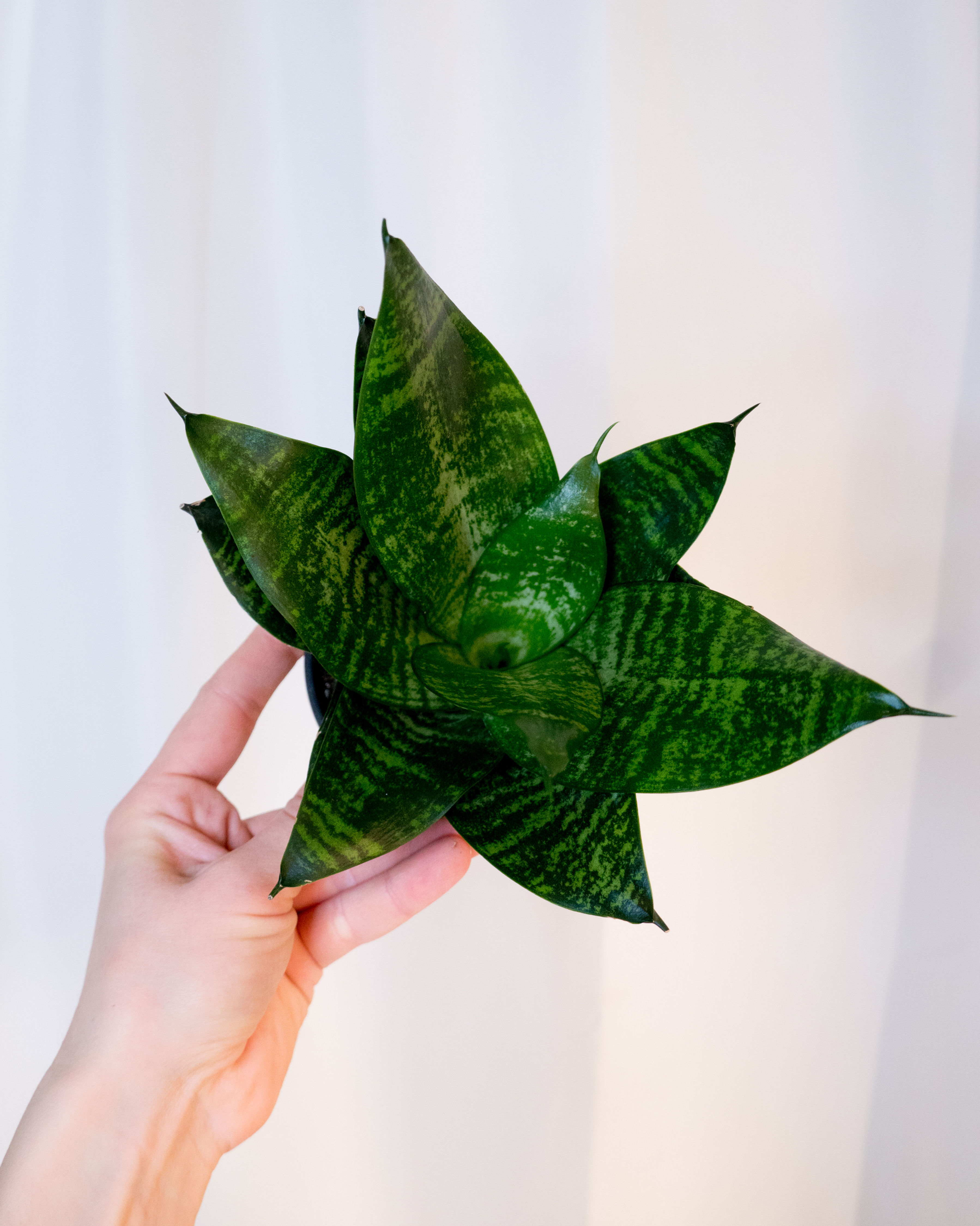 Snake Plant Black Robusta