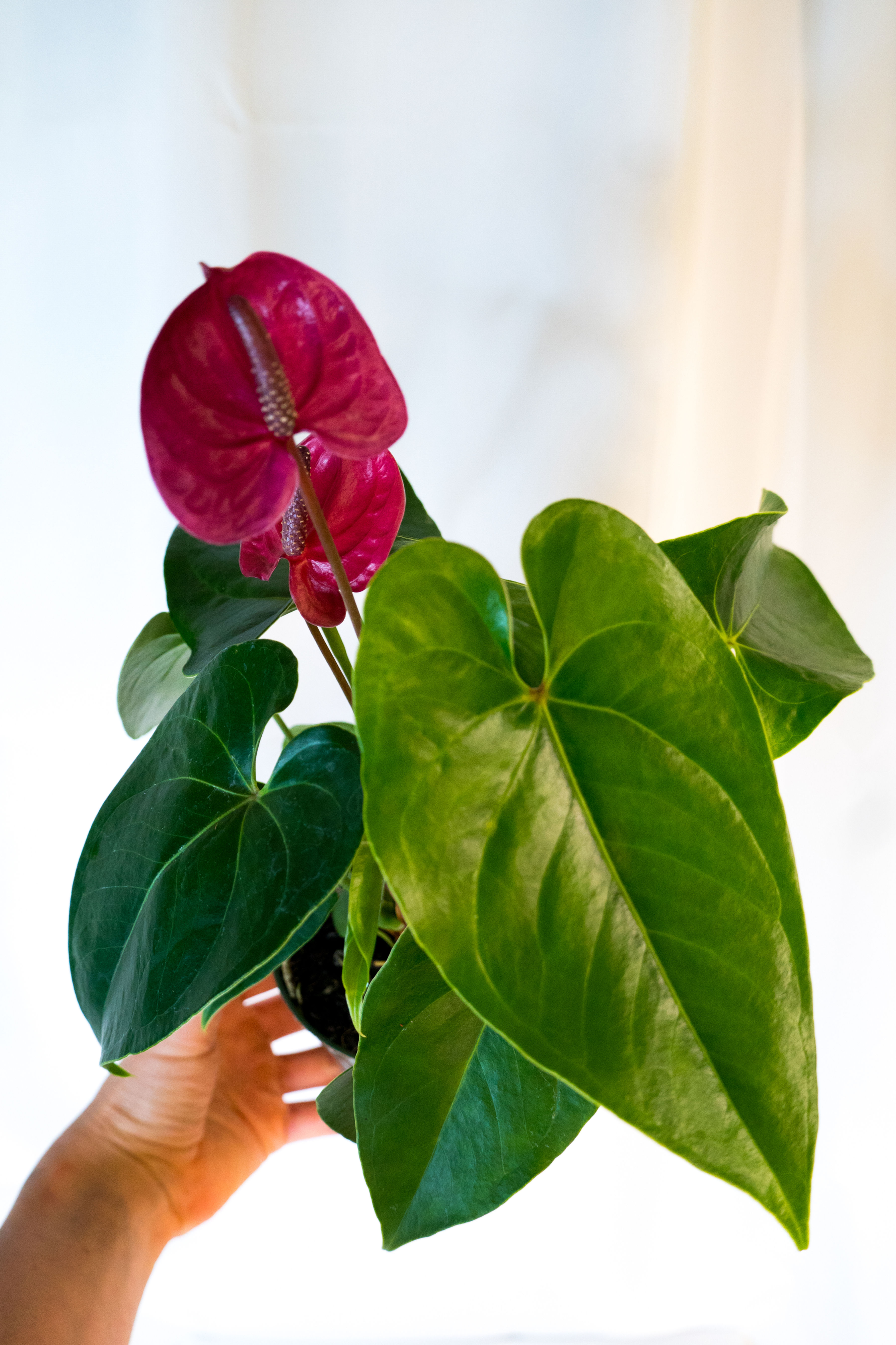 Anthurium Purple