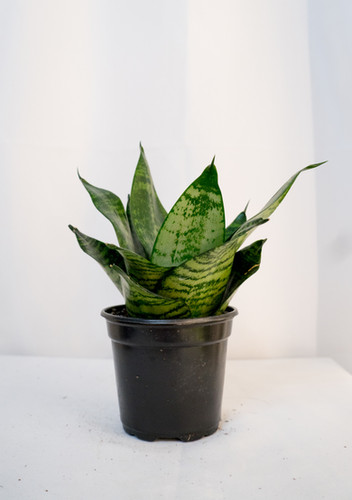 best snake plant fertilizer Professional Liquid Snake Plant Fertilizer  Leaves and Soul