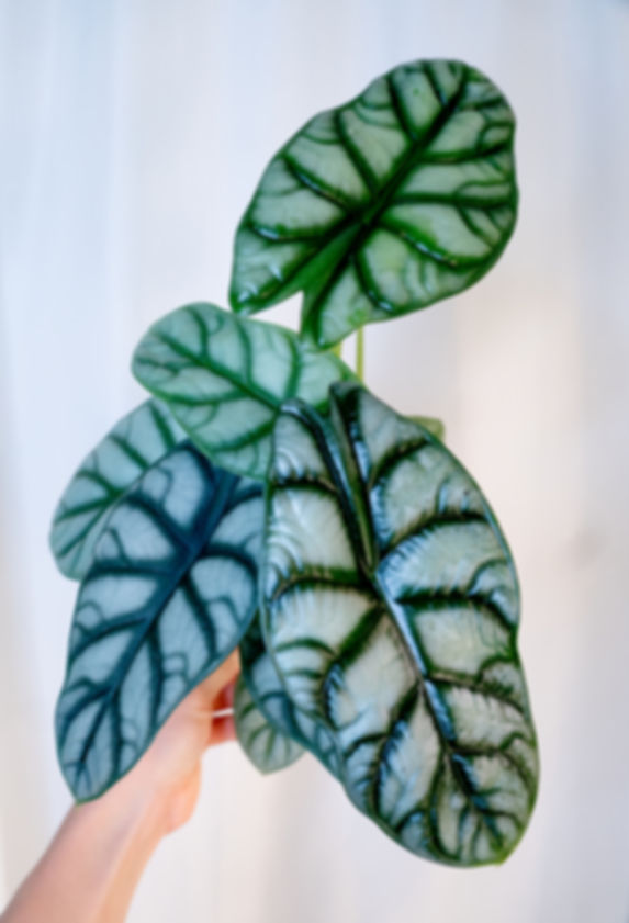 Alocasia Silver Dragon