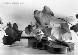 Скрипка и виноград