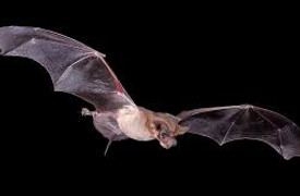 X-Bat.jpg