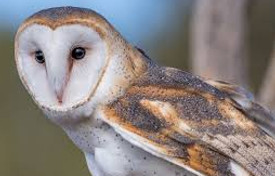 X-Barn Owl.jpg