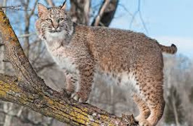 XBobcat.jpg