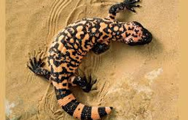 X-Gila Monster.jpg