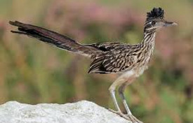 X-Roadrunner.jpg
