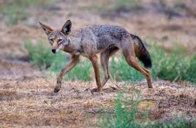 X-Coyote.jpg