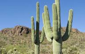 X-Saguaro.jpg