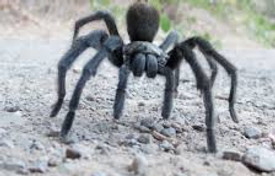 X-Tarantula.jpg