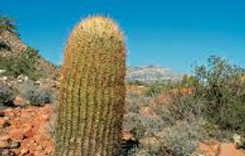 X-Barrell Cactus.jpg